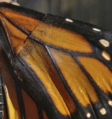 fixer l'aile d'un papillon
