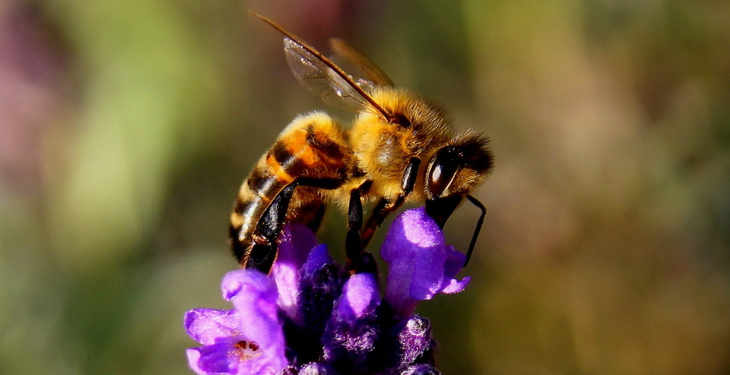sauver les abeilles