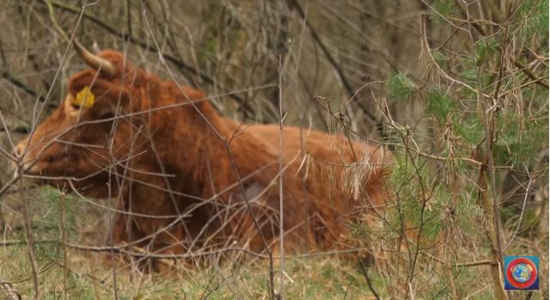 vache