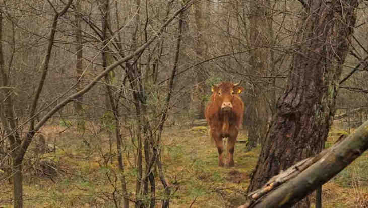 vache