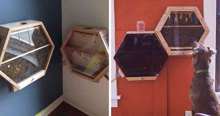 ruches dans votre salon