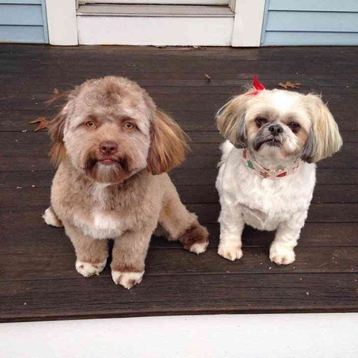 chien au visage humain