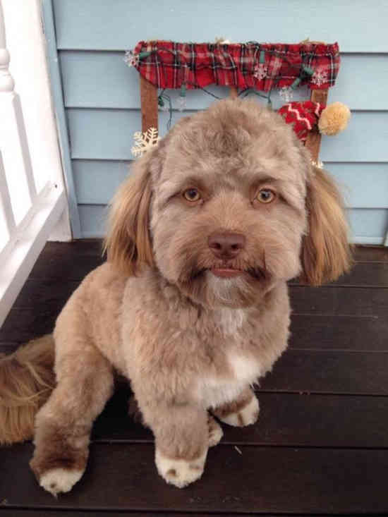 chien au visage humain