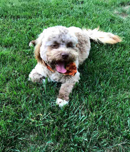 chien au visage humain