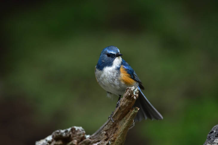 Un tiers des oiseaux