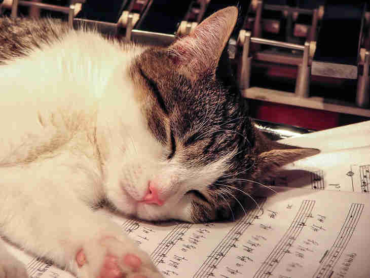 relaxer les chats stressés