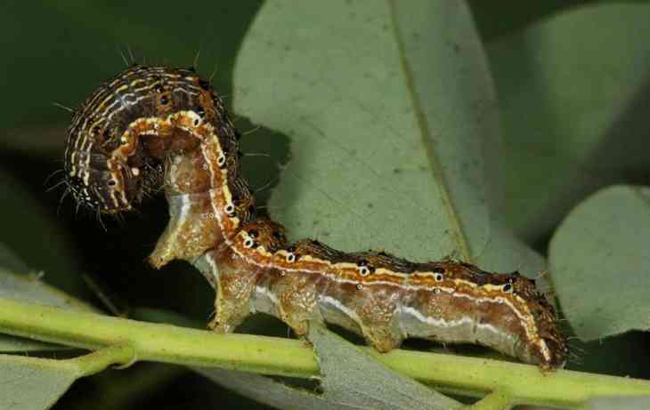 chenilles hybrides