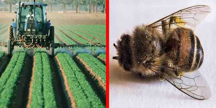 l'interdiction des pesticides