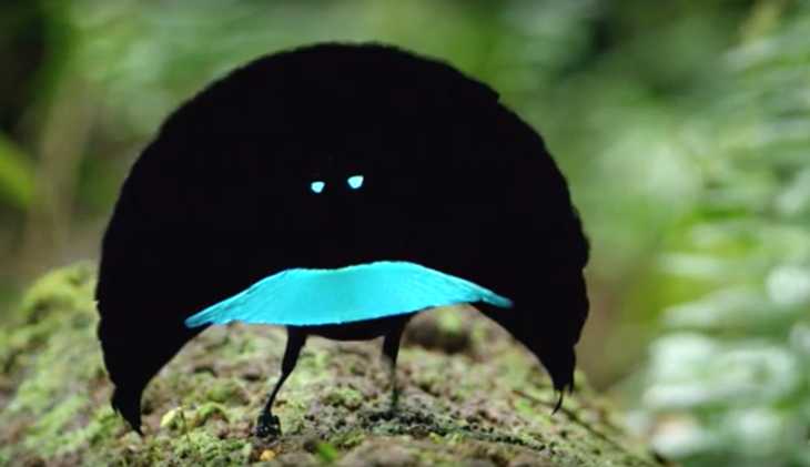 nouvelle espèce d’oiseaux