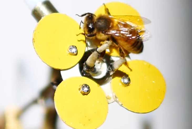 "Si les abeilles disparaissent, les jours de l'homme sont comptés" Pollinisateur