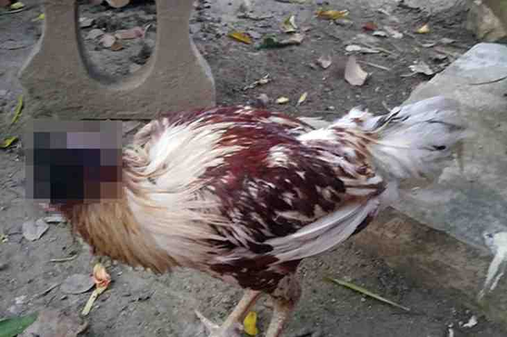 poulet