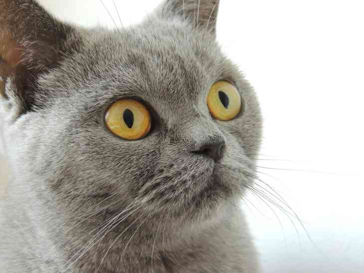 Les chats