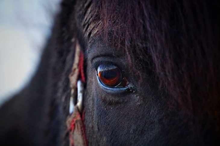 chevaux