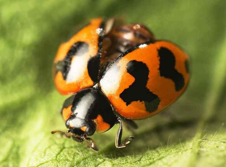 coccinelles
