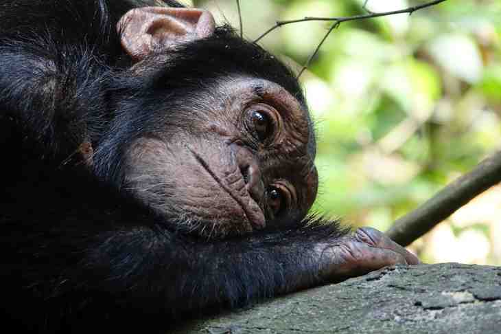 lits de chimpanzés