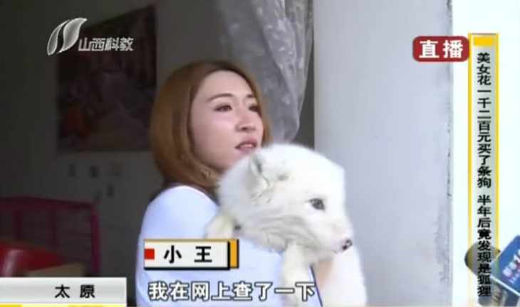 petit chiot blanc