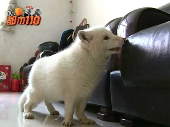 petit chiot blanc