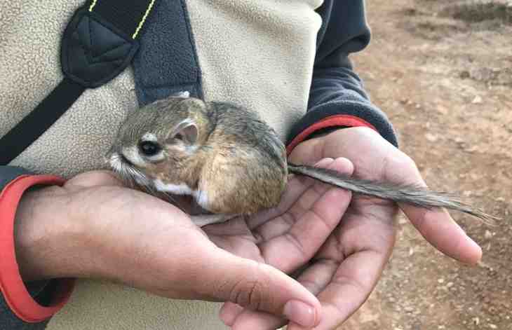rat-kangourou