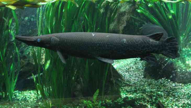 poisson fossile