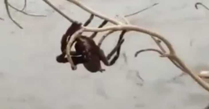araignées de maison