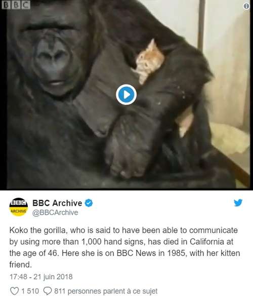 Koko