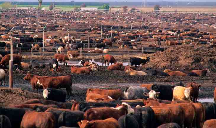 Gaz de vaches