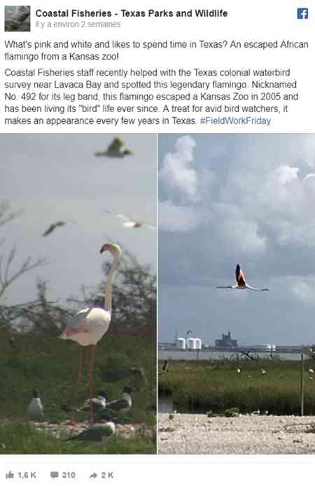 flamant rose