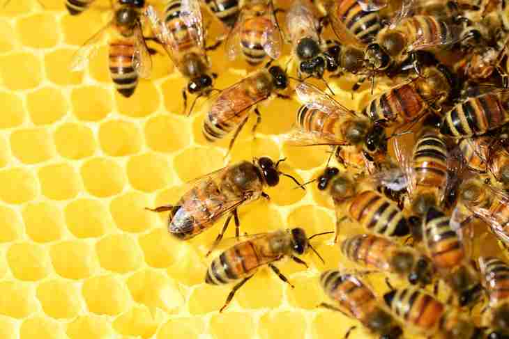 guêpes et abeilles