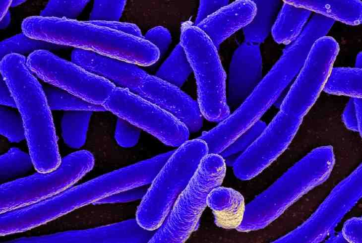 antibiotiques