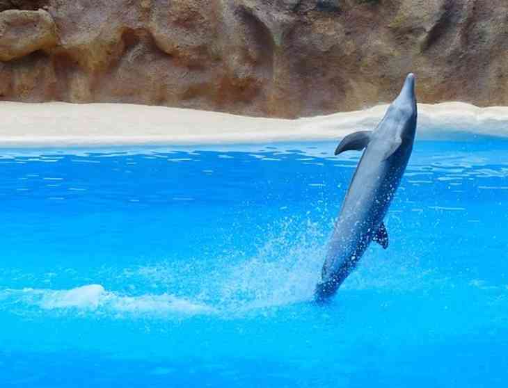 dauphins sauvages