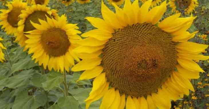 voix d'un tournesol