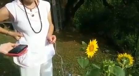 voix d'un tournesol