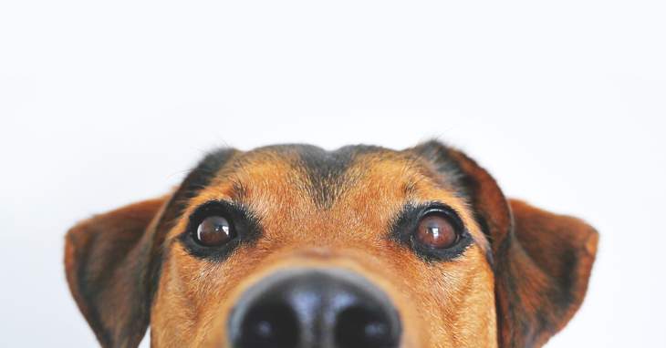 les chiens