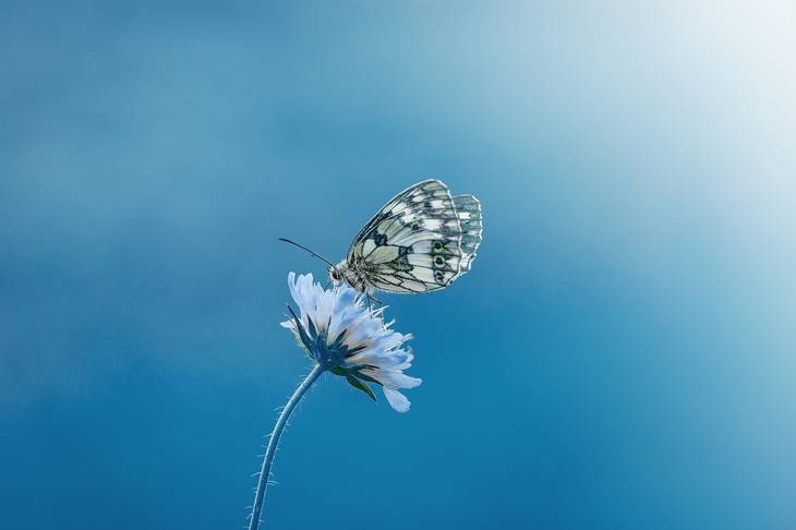 insectes disparaissent