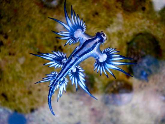 dragon-bleu