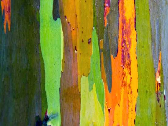 eucalyptus-arc-en-ciel