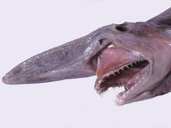 requins-gobelins
