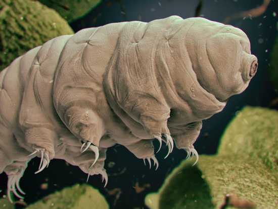 tardigrades