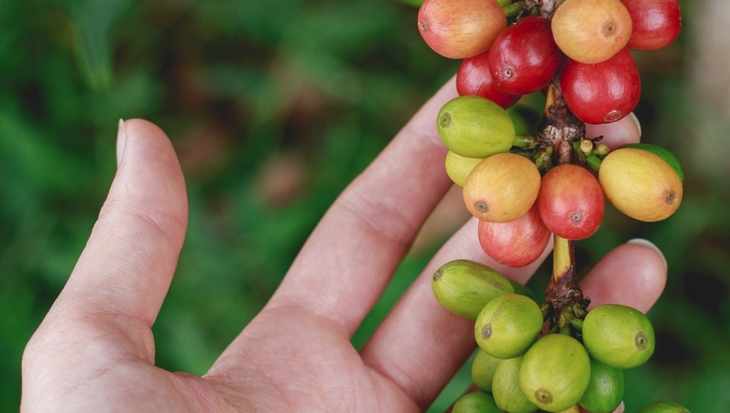 variétés de café