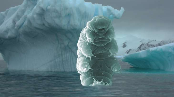 tardigrade mort