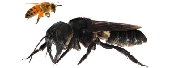 grande abeille