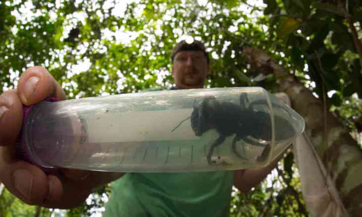 grande abeille
