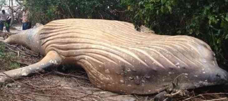 baleine morte