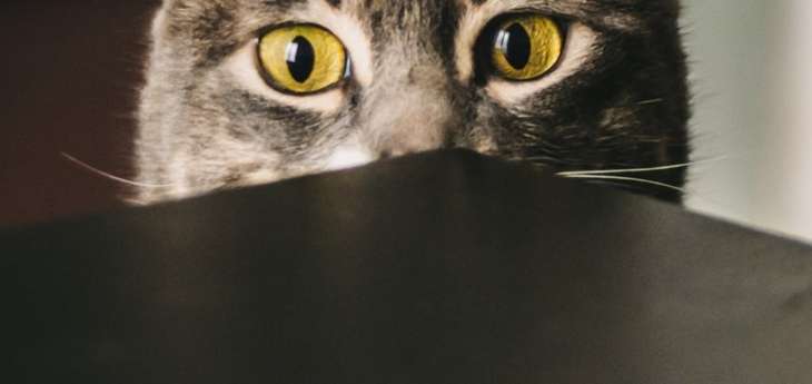 chat névrosé