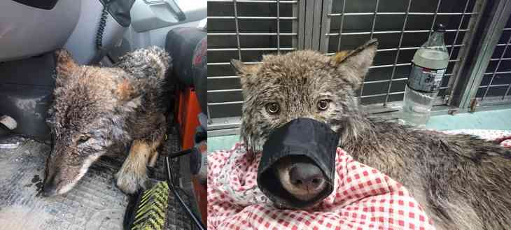 sauvent un chien