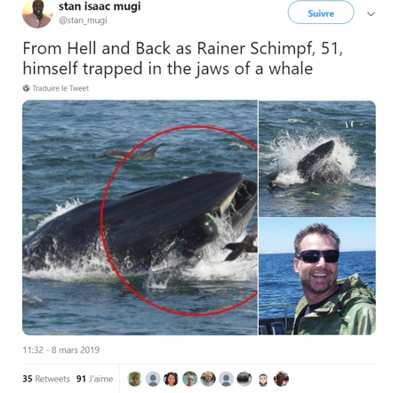baleine avale