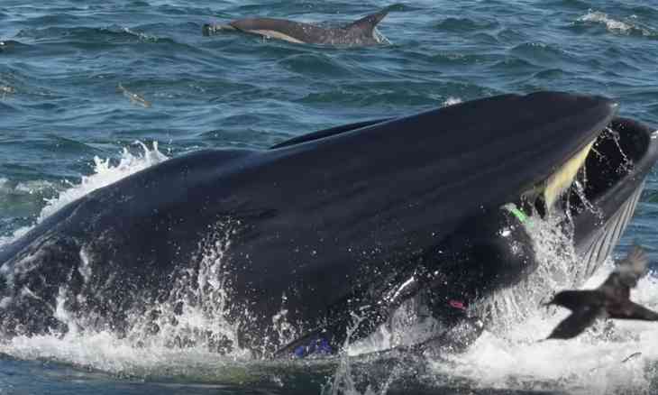 baleine avale