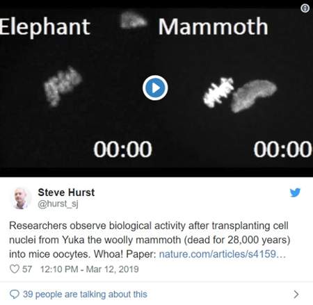 mammouth laineux