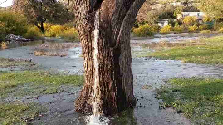 arbre fontaine
