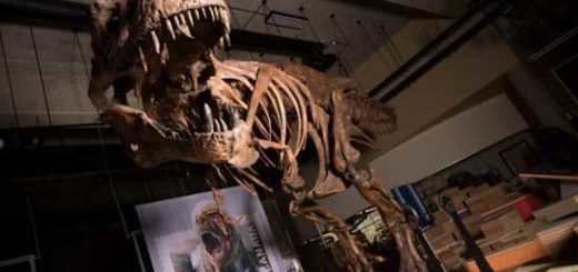 grand T-Rex